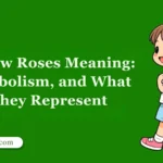 Yellow Roses Meaning: Symbolism, and What They Represent